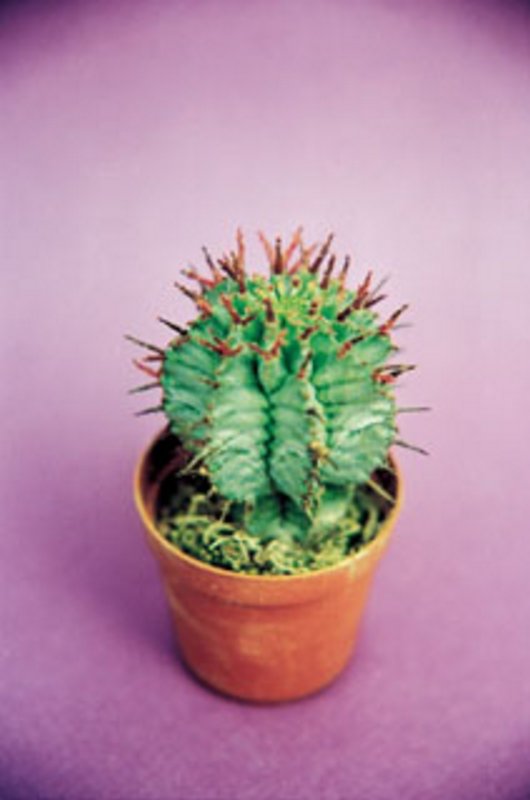 Euphorbia Horrida Var. Striata.jpg